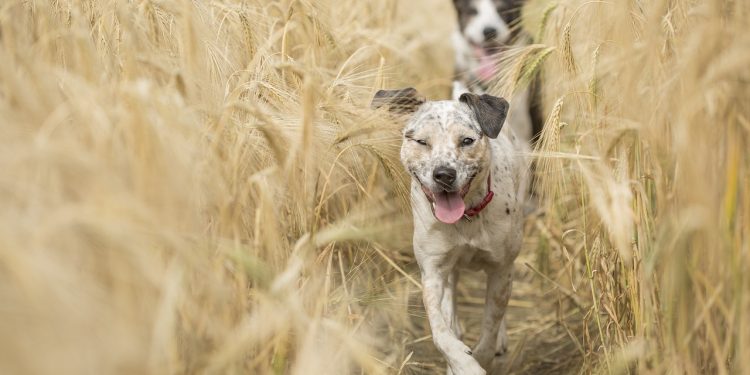 dogs, running, pet, run, animal, nature, fun, play, race, happy, cute, active, brown running, brown run, brown pets, brown natural, brown happiness, brown fun, dogs, dogs, dogs, dogs, dogs, running, running, running, running, running, pet, run, run, fun, race, race, happy, active