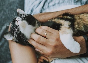 cat, pet, care, pet care, kitten, animal, domestic cat, feline, mammal, cute, furry, playful, fur, kitty, adorable, rescue cat, animal care, closeup, cat, cat, cat, cat, pet, pet, pet, care, care, care, care, pet care, pet care, pet care, pet care, pet care, kitten, kitten, kitten, nature, rescue cat