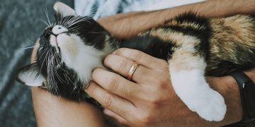 cat, pet, care, pet care, kitten, animal, domestic cat, feline, mammal, cute, furry, playful, fur, kitty, adorable, rescue cat, animal care, closeup, cat, cat, cat, cat, pet, pet, pet, care, care, care, care, pet care, pet care, pet care, pet care, pet care, kitten, kitten, kitten, nature, rescue cat