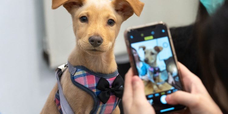 taiwan dogs, dog, taiwan, adoption, taiwan, animal, adoption, adoption, adoption, pet, adoption, adoption