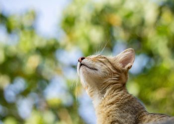 cat, pet, feline, animal, cat, cat, cat, nature, cat, cat, pet, pet