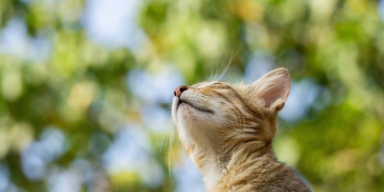 cat, pet, feline, animal, cat, cat, cat, nature, cat, cat, pet, pet