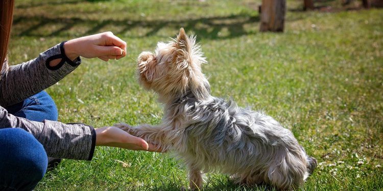 dog training, dog, animal, small, small dog, purebred dog, yorkie, yorkshire terrier, dog school, training, domestic animal, dog training, nature, dog training, dog training, pet, dog training, dog training