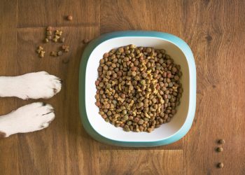 dog food, dog bowl, dog kibble, dry dog food, paws, dog paws, dog food bowl, grain free dog food, dog treat, pet food, dog, pet, dog eating, dog feeding, dog stay, dog training, animal, brown eating, dog food, dog food, dog food, dog food, dog food, pet food, dog eating