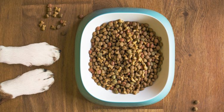 dog food, dog bowl, dog kibble, dry dog food, paws, dog paws, dog food bowl, grain free dog food, dog treat, pet food, dog, pet, dog eating, dog feeding, dog stay, dog training, animal, brown eating, dog food, dog food, dog food, dog food, dog food, pet food, dog eating