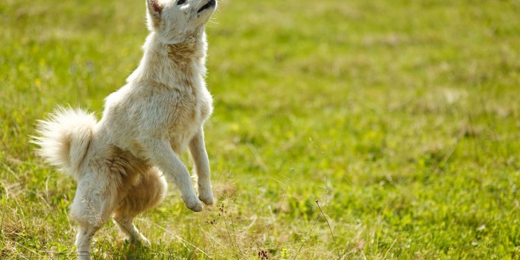 dog, trick, bounce, rack, dog, pet, animal, dog, dog, dog, dog