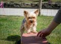 dog, small, education, dog training, yorkie, yorkshire terrier, small dog, purebred dog, animal, domestic animal, pet, cute, dog training, dog training, dog training, dog training, nature, dog training