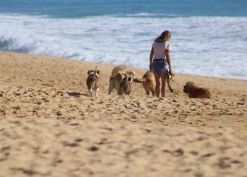 dogs, person, woman, animal, young, female, puppy, together, canine, friendship, pet, helping, ocean, beach, sand, adoption, domestic, volunteer, walk, portugal, lagos, nature, helping, volunteer, volunteer, volunteer, volunteer, volunteer, portugal