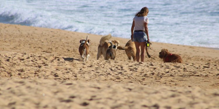 dogs, person, woman, animal, young, female, puppy, together, canine, friendship, pet, helping, ocean, beach, sand, adoption, domestic, volunteer, walk, portugal, lagos, nature, helping, volunteer, volunteer, volunteer, volunteer, volunteer, portugal