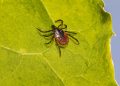 tick, lyme, ixodes scapularis, deer tick, black-legged tick, ixodes ricinus, castor bean tick, disease, illness, sheep tick, insect, parasitic, nature, animal, arachnid, hard-bodied tick, arthropod, plant, poisonous, bacteria, tick, tick, tick, tick, tick, deer tick, deer tick