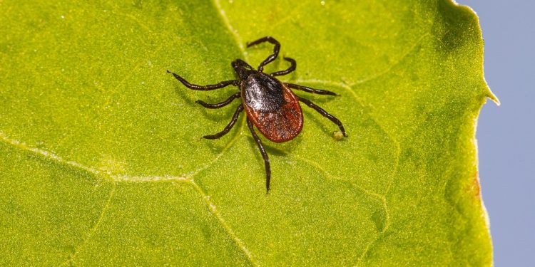 tick, lyme, ixodes scapularis, deer tick, black-legged tick, ixodes ricinus, castor bean tick, disease, illness, sheep tick, insect, parasitic, nature, animal, arachnid, hard-bodied tick, arthropod, plant, poisonous, bacteria, tick, tick, tick, tick, tick, deer tick, deer tick