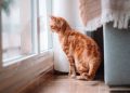 cat, pet, animal, domestic cat, feline, mammal, orange tabby cat, tabby cat, ginger cat, portrait, home, house, nature, cat, cat, cat, cat, cat, ginger cat, home, home, home