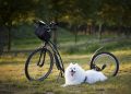 dog, scooter, bicycle, wheels, sport, motion for a resolution, to twist, injury-free, damage, nature, outdoors, training, pet, active, animal, activity, step, dog, dog, dog, dog, dog, scooter, bicycle, bicycle, bicycle, training