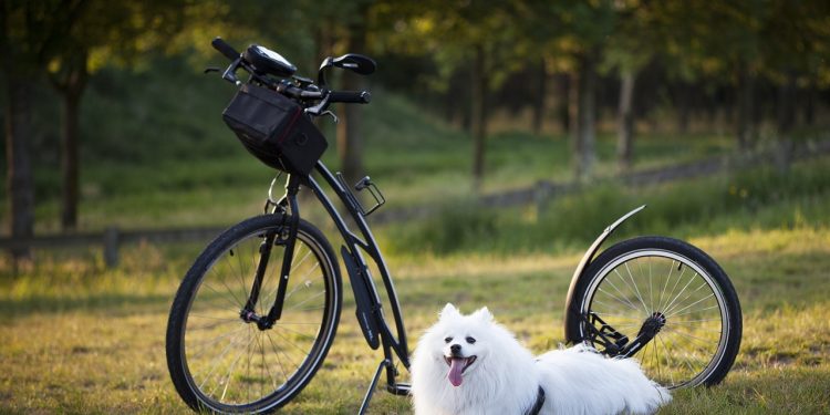 dog, scooter, bicycle, wheels, sport, motion for a resolution, to twist, injury-free, damage, nature, outdoors, training, pet, active, animal, activity, step, dog, dog, dog, dog, dog, scooter, bicycle, bicycle, bicycle, training
