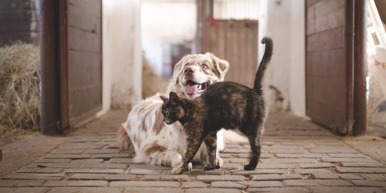 dog, cat, pets, animal, domestic, stable, friends, farm, animals, pet, dog, dog, dog, dog, nature, cat, cat, cat, cat, pets, stable, friends, friends, friends, friends, friends