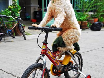 Teaching Tricks to Your Pet at Any Age