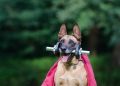 trick, dog trick, malinois, dog shows trick, dog tricks, belgian shepherd dog, fitness, trick, trick, trick, dog trick, dog trick, dog trick, dog trick, dog trick, malinois, malinois, dog tricks, dog tricks, dog tricks, dog tricks, dog tricks, fitness, fitness, fitness, fitness, fitness