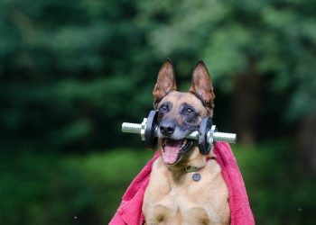 trick, dog trick, malinois, dog shows trick, dog tricks, belgian shepherd dog, fitness, trick, trick, trick, dog trick, dog trick, dog trick, dog trick, dog trick, malinois, malinois, dog tricks, dog tricks, dog tricks, dog tricks, dog tricks, fitness, fitness, fitness, fitness, fitness