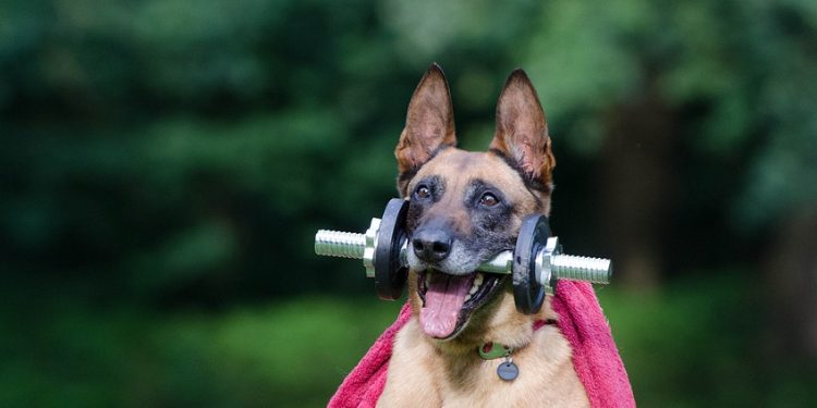 trick, dog trick, malinois, dog shows trick, dog tricks, belgian shepherd dog, fitness, trick, trick, trick, dog trick, dog trick, dog trick, dog trick, dog trick, malinois, malinois, dog tricks, dog tricks, dog tricks, dog tricks, dog tricks, fitness, fitness, fitness, fitness, fitness