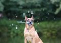 soap bubbles, dog trick, dog shows a trick, malinois, dog trick, dog trick, dog trick, dog trick, dog trick