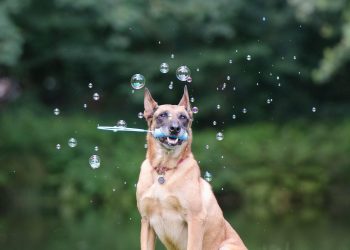 soap bubbles, dog trick, dog shows a trick, malinois, dog trick, dog trick, dog trick, dog trick, dog trick