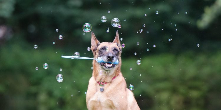 soap bubbles, dog trick, dog shows a trick, malinois, dog trick, dog trick, dog trick, dog trick, dog trick