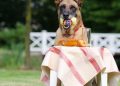 dog trick, dog shows a trick, malinois, belgian shepherd dog, summer, nature, fun, dog tricks, dog trick, dog trick, dog trick, dog trick, dog trick, malinois, dog tricks, dog tricks
