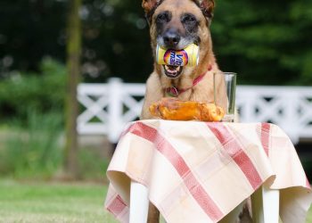 dog trick, dog shows a trick, malinois, belgian shepherd dog, summer, nature, fun, dog tricks, dog trick, dog trick, dog trick, dog trick, dog trick, malinois, dog tricks, dog tricks