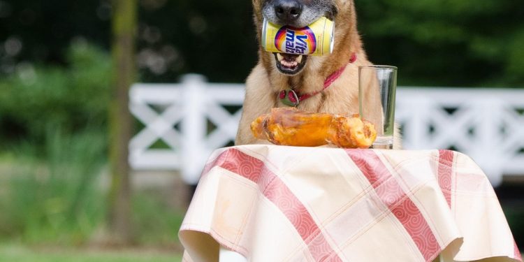 dog trick, dog shows a trick, malinois, belgian shepherd dog, summer, nature, fun, dog tricks, dog trick, dog trick, dog trick, dog trick, dog trick, malinois, dog tricks, dog tricks