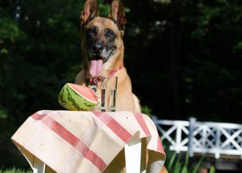 dog trick, dog shows a trick, malinois, belgian shepherd dog, summer, fun, dog tricks, dog trick, dog trick, dog trick, dog trick, dog trick, summer, dog tricks, nature, dog tricks