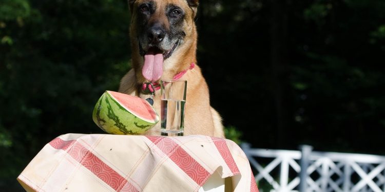 dog trick, dog shows a trick, malinois, belgian shepherd dog, summer, fun, dog tricks, dog trick, dog trick, dog trick, dog trick, dog trick, summer, dog tricks, nature, dog tricks