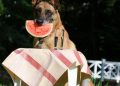 dog trick, dog shows a trick, malinois, belgian shepherd dog, summer, fun, trick, dog shows trick, dog trick, dog trick, nature, dog trick, dog trick, dog trick, malinois