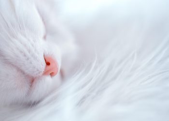 cat, sleep, sleeping cat, fluffy, sweet, angora, snow, dreamy, animal, vankatt, cat, cat, nature, pet, cat, cat, cat, sleep
