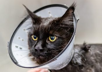 grooming, cat, sick cat, pet, pet salon, nature, animal, pet care, sick cat, sick cat, sick cat, sick cat, sick cat