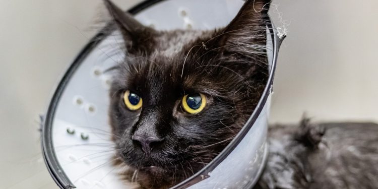 grooming, cat, sick cat, pet, pet salon, nature, animal, pet care, sick cat, sick cat, sick cat, sick cat, sick cat