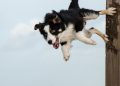 dog sport, border collie, dog trick, jump on the stake, dog shows trick, dog sport, dog trick, dog trick, dog trick, dog trick, dog trick