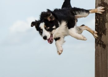 dog sport, border collie, dog trick, jump on the stake, dog shows trick, dog sport, dog trick, dog trick, dog trick, dog trick, dog trick