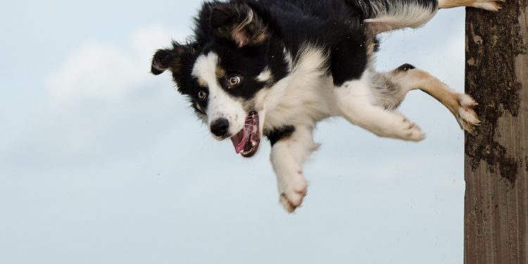 dog sport, border collie, dog trick, jump on the stake, dog shows trick, dog sport, dog trick, dog trick, dog trick, dog trick, dog trick