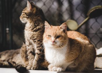 animal, cat, feline, mammal, kitty, pets, fur, whiskers, cat, nature, cat, cat, cat, pet, cat