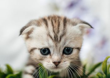 fold, scottish, kitten, nature, cat, animal, cute, sad, adoption, sad, sad, pet, sad, sad, sad, adoption