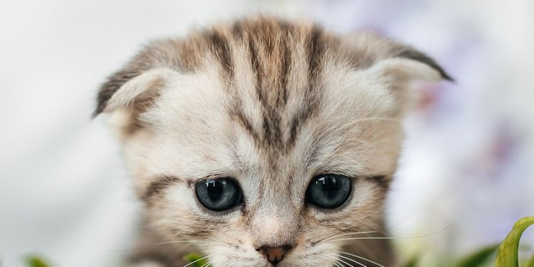 fold, scottish, kitten, nature, cat, animal, cute, sad, adoption, sad, sad, pet, sad, sad, sad, adoption