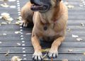 malinois, belgian shepherd dog, nature, leaves, fall, attentive, wooden bridge, dog shows trick, dog trick, dog with ball, dog tricks, trick, cute, malinois, dog trick, dog trick, dog trick, dog trick, dog trick, dog tricks, dog tricks