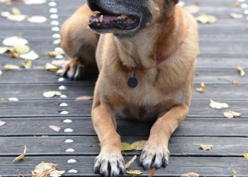 malinois, belgian shepherd dog, nature, leaves, fall, attentive, wooden bridge, dog shows trick, dog trick, dog with ball, dog tricks, trick, cute, malinois, dog trick, dog trick, dog trick, dog trick, dog trick, dog tricks, dog tricks