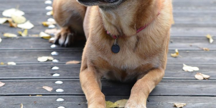 malinois, belgian shepherd dog, nature, leaves, fall, attentive, wooden bridge, dog shows trick, dog trick, dog with ball, dog tricks, trick, cute, malinois, dog trick, dog trick, dog trick, dog trick, dog trick, dog tricks, dog tricks