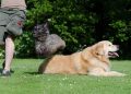 dog trick, tricks, dog shows trick, cute, fun, attentive, big and small, hybrid, golden retriever, dog trick, dog trick, dog trick, dog trick, dog trick