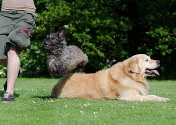 dog trick, tricks, dog shows trick, cute, fun, attentive, big and small, hybrid, golden retriever, dog trick, dog trick, dog trick, dog trick, dog trick