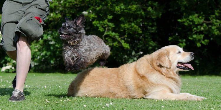 dog trick, tricks, dog shows trick, cute, fun, attentive, big and small, hybrid, golden retriever, dog trick, dog trick, dog trick, dog trick, dog trick