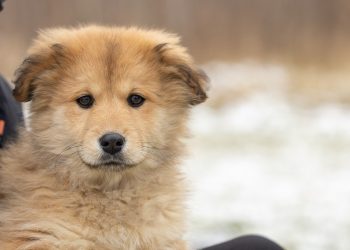 dog, nature, pet, adoption, rescue, cute, animal