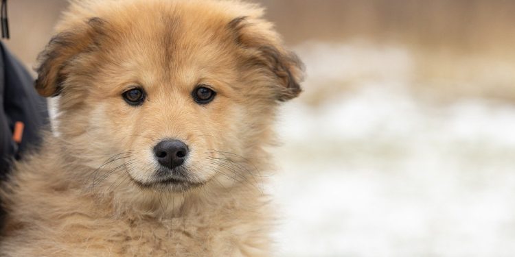 dog, nature, pet, adoption, rescue, cute, animal
