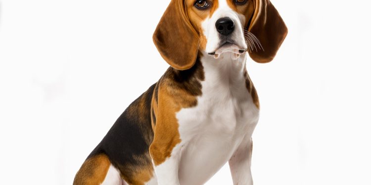 dog, beagle, canine, pup, dog breed, pet, adorable, clean, domestic animal, domestic pet, animal portrait, cute, playful, animal care, animal health, animal medicine, animal welfare, pet care, pet health, furry friend, beagle, animal, beagle, beagle, beagle, beagle